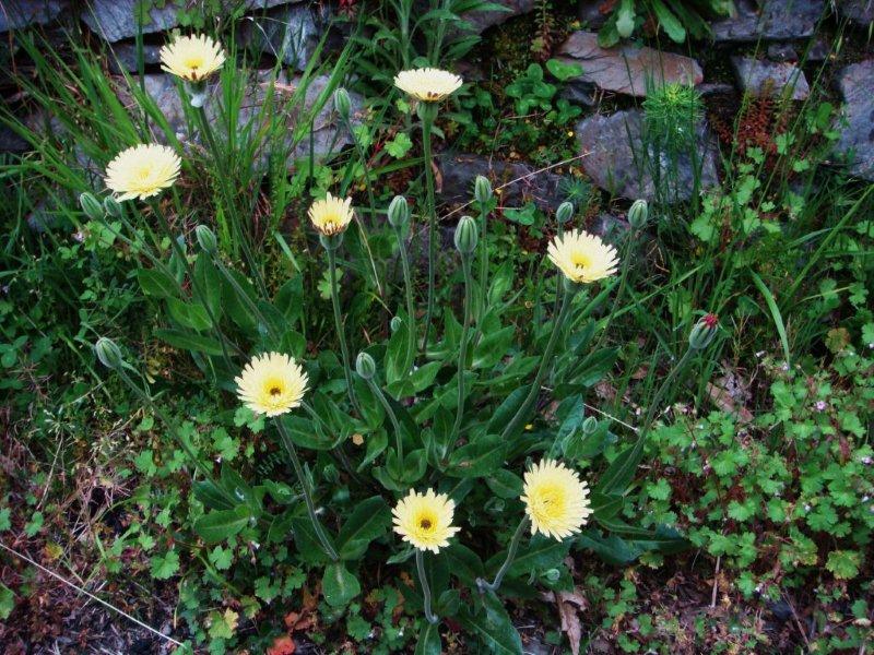 Urospermum dalechampii / Boccione maggiore